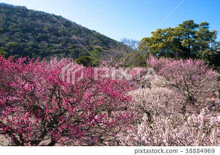 Umebayashi Kuribayashi Park（香川縣）北Umebayashi 38884969