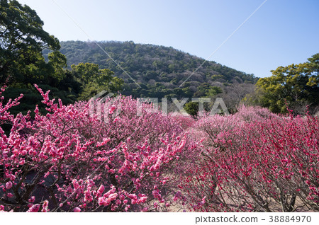 Umebayashi Kuribayashi Park (Kagawa Prefecture) North Umebayashi 38884970