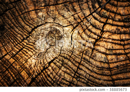 Detail of an old wooden stump Detail of an old wooden stump 38885673