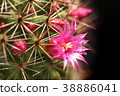 Cactus blooms colorful pink flowers. 38886041