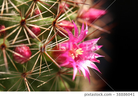 Cactus blooms colorful pink flowers. Cactus blooms colorful pink flowers. 38886041