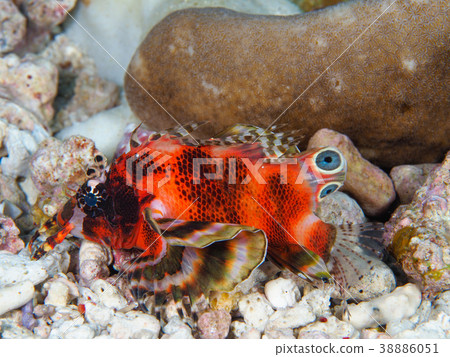 Hildeborn caterpillar 38886051