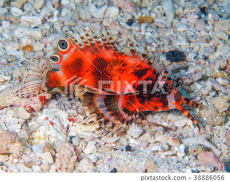 希爾德博恩毛毛蟲 38886056