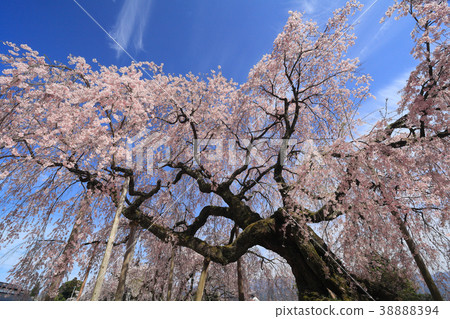 Nagano / Iida "Ama Sato Village Stage Sakura" Nagano / Iida "Ama Sato Village Stage Sakura" 38888394