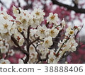 Plum blossoms in full bloom 38888406