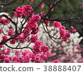 Red-bloom in full bloom 38888407