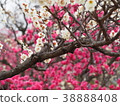 Plum tree branch swing 38888408