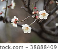 White plum 38888409