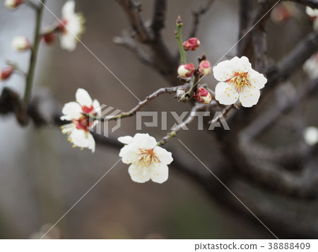 White plum 38888409