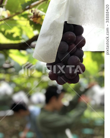 Grape Grape 38888420