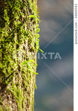 Trunk of tree and moss 38888561
