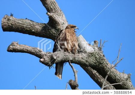 Baby bird Baby bird 38888654