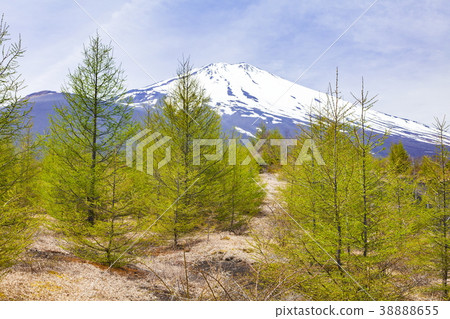 Mount Fuji, Gotemba, Shizuoka Gotenba City, on a trail Mount Fuji, Gotemba, Shizuoka Gotenba City, on a trail 38888655