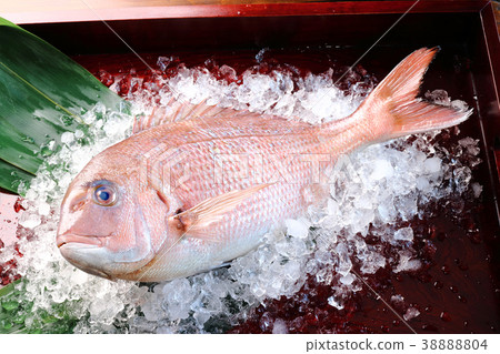 紅鯛魚 紅鯛魚 38888804