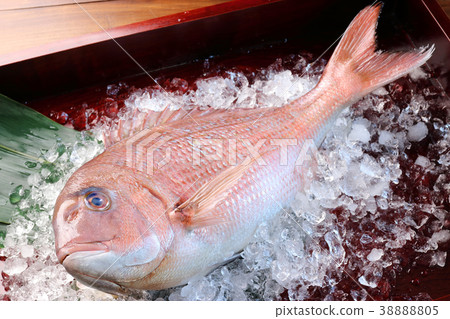 紅鯛魚 38888805