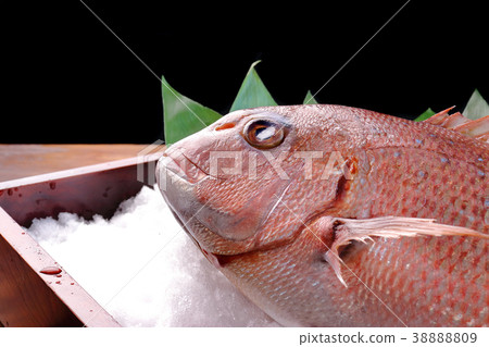 Red snapper 38888809