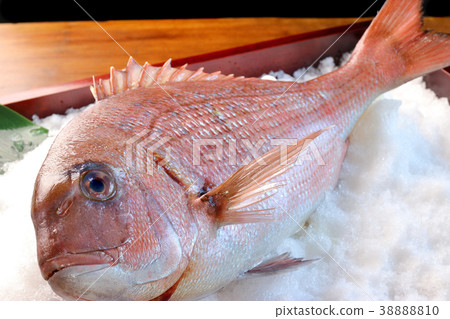 Red snapper 38888810