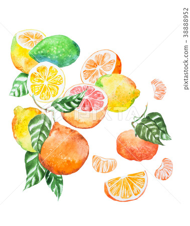 Hand-painted illustration of citrus mix with 38888952