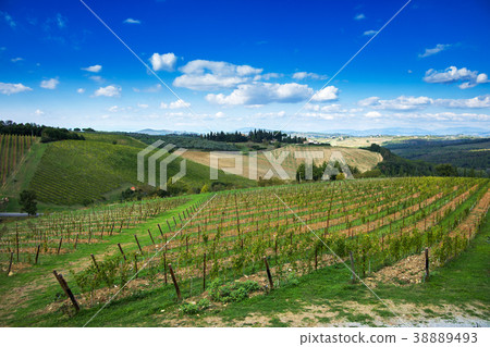 Montalcino, vineyard, cypress trees and old farm 38889493