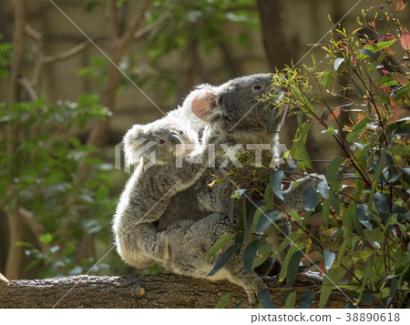 Koala Koala 38890618