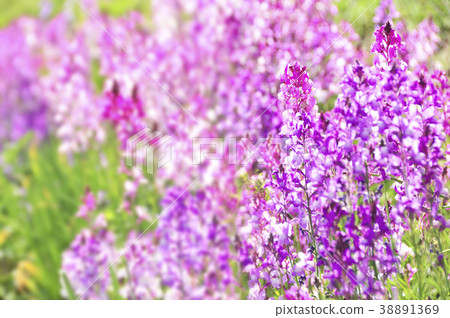 Hemekinsyyo花 Hemekinsyyo花 38891369