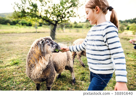 A small girl feeding sheep on the farm. A small girl feeding sheep on the farm. 38891640