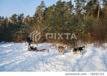 The man with dog sled in forest The man with dog sled in forest 38892191