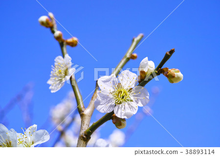 Early spring image Plum flower blue sky 38893114