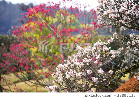 早春日本花園 - Zenji Seiten 8 早春日本花園 - Zenji Seiten 8 38893135