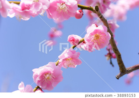 藍天和垂懸的李子16 38893153