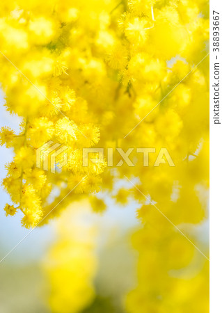 [Tokyo] Acacia flowers 38893667