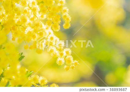 [Tokyo] Acacia flowers 38893687