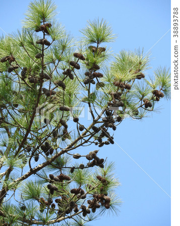 大鬆的大松錐（松樹間世界上最長的葉子） 38893788