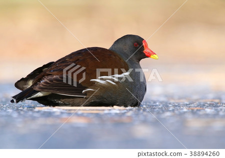 Water bird Gallinula chloropus in winter Water bird Gallinula chloropus in winter 38894260