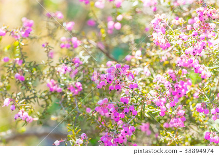 [東京] Erika Janome 38894974