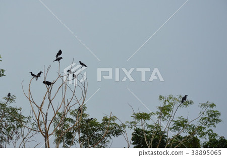 crow hanging over tree top in park 38895065