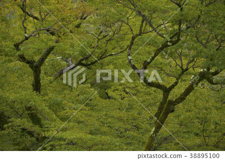 Autumn big tree in the garden 38895100