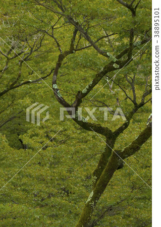 Autumn big tree in the garden 38895101