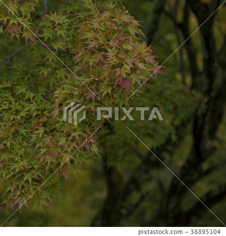 Autumn big tree in the garden Autumn big tree in the garden 38895104