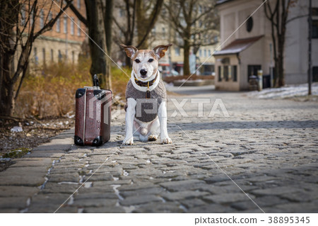 abandoned and lost dog 38895345