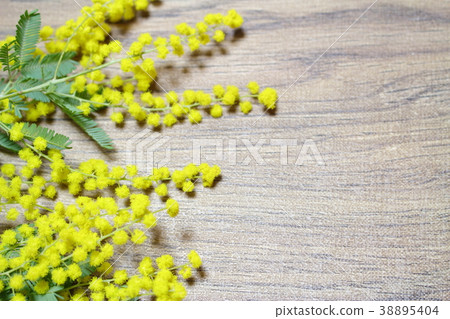 Mimosa 38895404