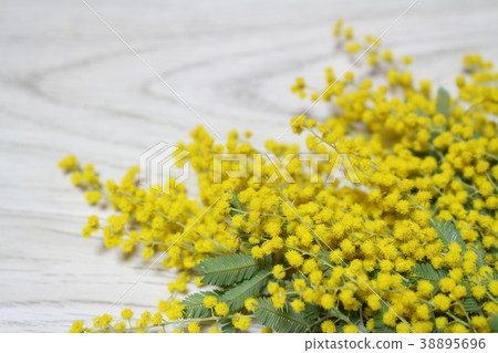 Mimosa Mimosa 38895696