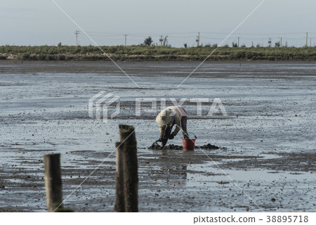 芳苑濕地 芳苑濕地 38895718