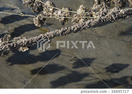 芳苑濕地 芳苑濕地 38895727