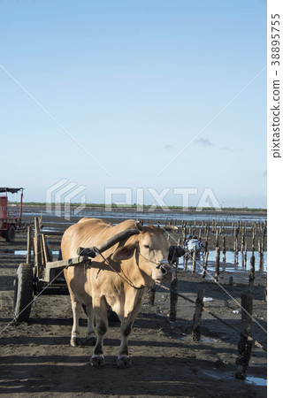 芳苑濕地 芳苑濕地 38895755