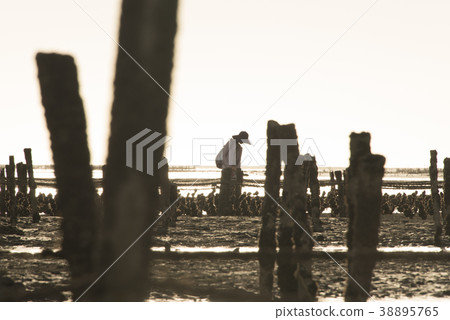 芳苑濕地 芳苑濕地 38895765