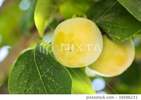 Lemon tree in a Tuscany garden 38896231