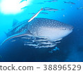 巨型鯨鯊在安達曼海Similan海島 38896529