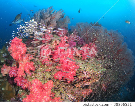 軟的珊瑚喜歡Ryugu城堡在安達曼海，泰國 38896531