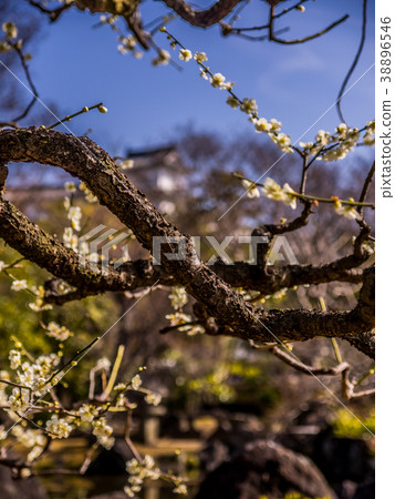 姬路城西皇宮遺址花園Kokoen姬路公園姬路公園姬路城日本花園日本花園 38896546